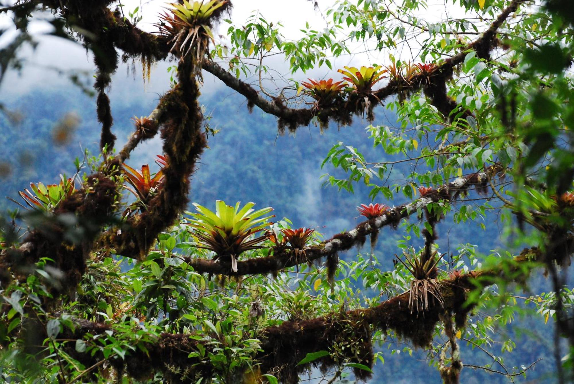 Bellavista Cloud Forest Lodge Tandayapa Esterno foto